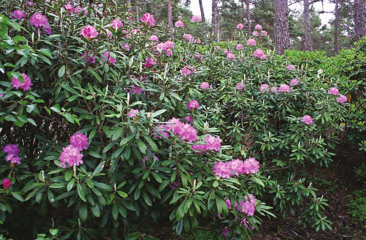 Pontica: Rhododendron smirnowii i artssamlingen, Arboretet på Milde (U-1973.711, foto: Terhi Pousi 30.05.2008). Rh. yakushimanum Nakai er kanskje den mest berømte arten i underseksjonen.