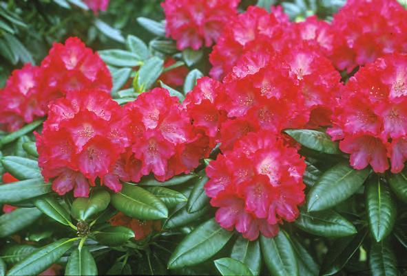 Rhododendron 'Fantastica' i Nydalen, Arboretet på Milde ( foto: Per Magnus Jørgensen). England straks før andre verdenskrig, er en fantastisk plante.