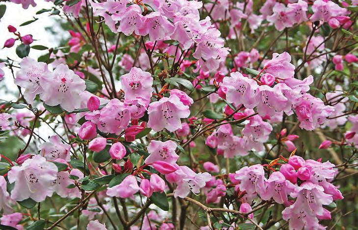 Rhododendron 'Frühlingsglühen' i Nydalen i Arboretet på Milde (G-1999.124, foto: Terhi Pousi 29.04.2009). Rh. martinianum Balfour fil.