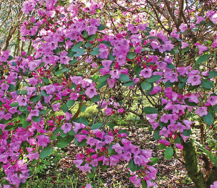 Selensia: Rhododendron selense ssp. jucundum i artssamlingen, Arboretet på Milde (W-1985.162, SBEC 0365, foto: Terhi Pousi 15.05.2009). Rh. selense Franch.