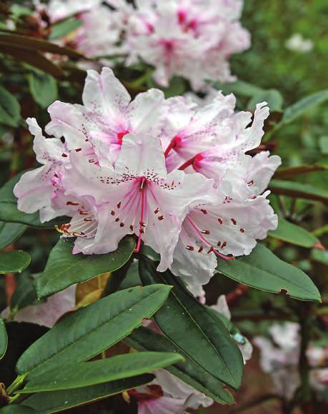 Taliensia: Rhododendron adenogynum i artssamlingen, Arboretet på Milde (W-1991.740, CH&M 2638, foto: Terhi Pousi 29.04.2009). Rh. adenogynum Diels er en tettvokst plante på oppimot 2 m med flott læraktig bladverk.