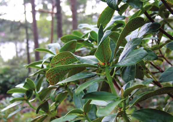 aganniphum Balf. fil. & Kingdon-Ward likner foregående i vokseform, men er ikke så blomsterrik. Bladverkets variasjon har gitt grunn til oppdeling i varieteter. Vi har både var.