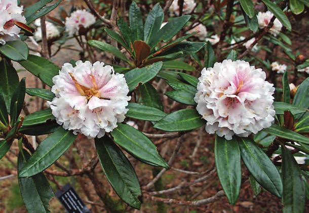 Taliensia: Rhododendron alutaceum var. russotinctum i artssamlingen, Arboretet på Milde (G- 1987.152, foto: Terhi Pousi 19.04.2009). Rh. alutaceum Balf. fil. & W.