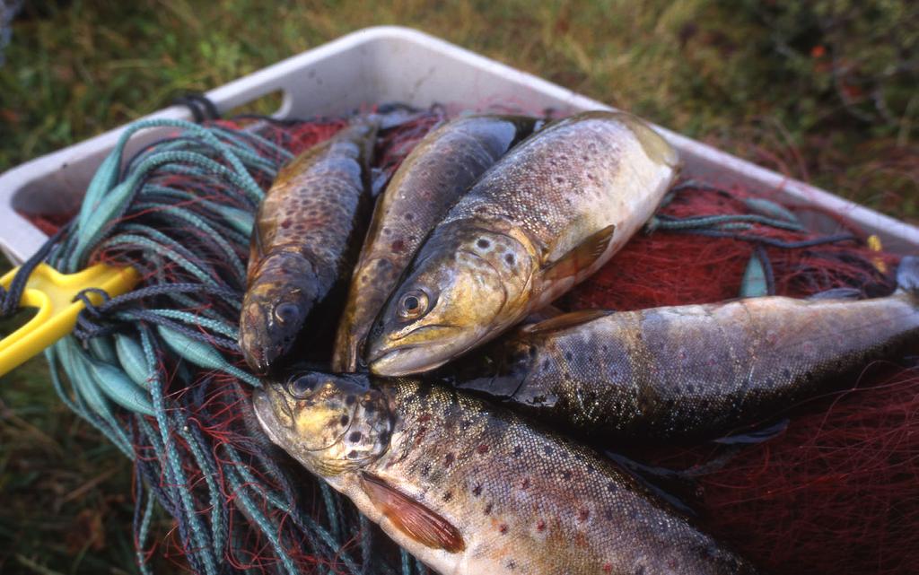 Driftsplanlegging for innlandsfiske. Veileder sert i å kunne fiske med ulike redskaper og fange fisk til mat.