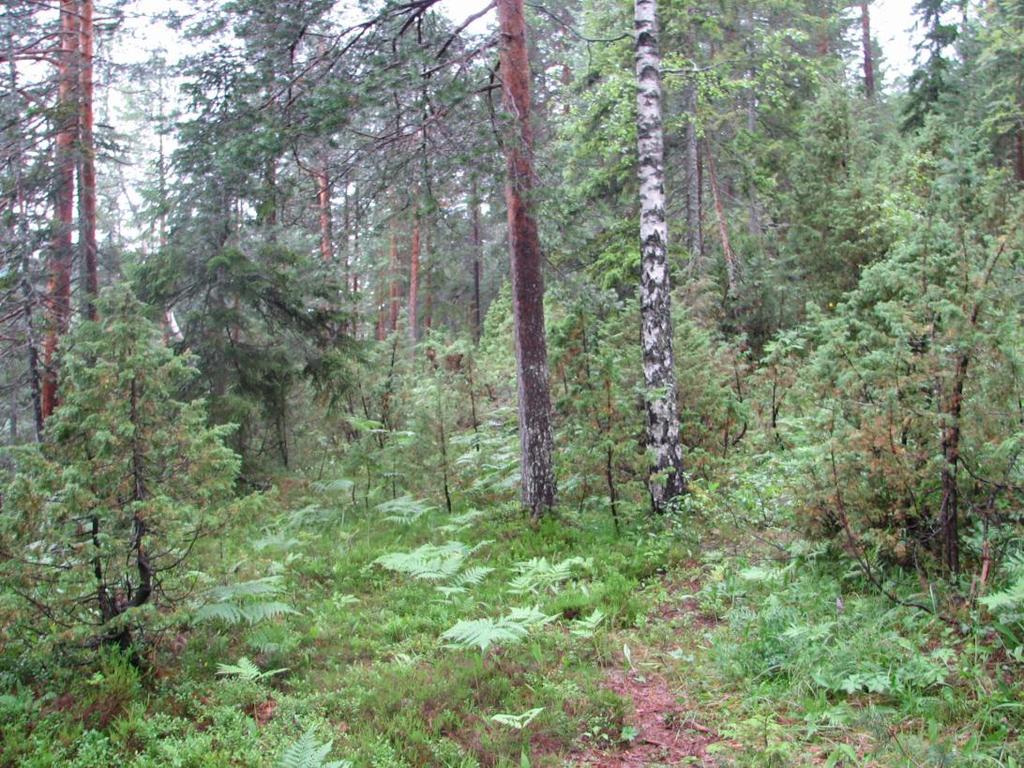 Fylkesmannen i Buskerud - Forvaltningsplan for Bremsåsen naturreservat 6 1.2.