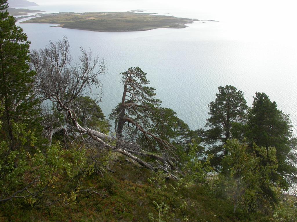 Bilder fra området Jøvik Utsikt sørøstover fra Skipbåtnesvarden.