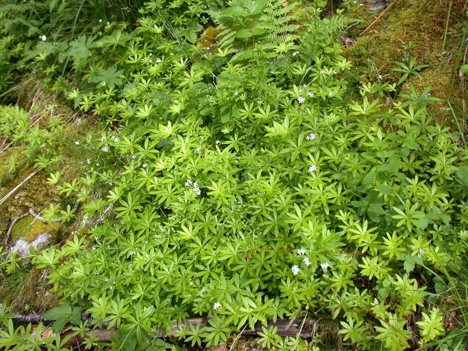 3 Reitan Skog: Rik edelløvskog (F01) B Areal (daa): 207 Rasmarkene, bergene og kløftene ved Reitan er floristisk og vegetasjonsmessig svært rike, på grunn av et kompleks av forskjellige økologiske