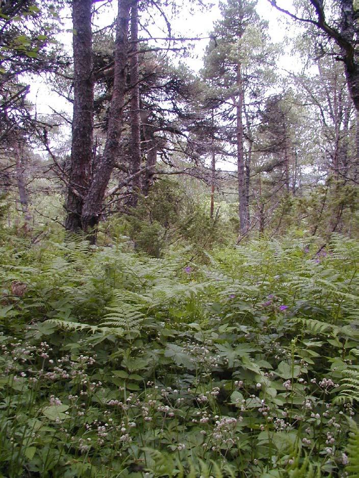 6 Langdalen Skog: Annen type skog (F98) C Areal (daa): 16 Langdalen er en særlig fin bjørkeskog med både lågurt-, storbregne- og høgstaudevegetasjon.