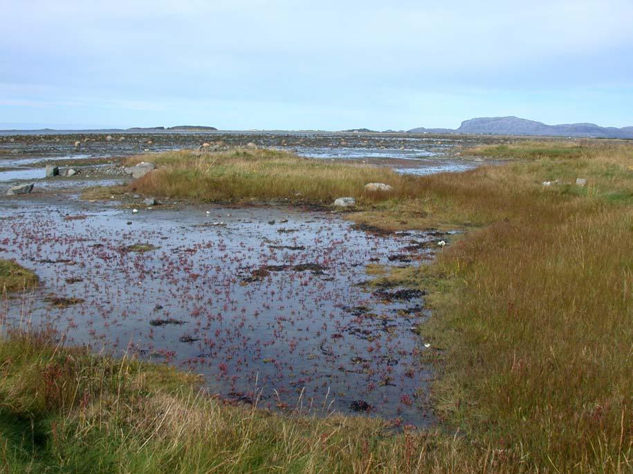 Grandefjæra er smålom, islom, gråstrupedykker, sangsvane, stokkand, havelle, sjøorre, ærfugl, siland, rødstilk, steinvender, fjæreplytt og gråmåke m.fl.