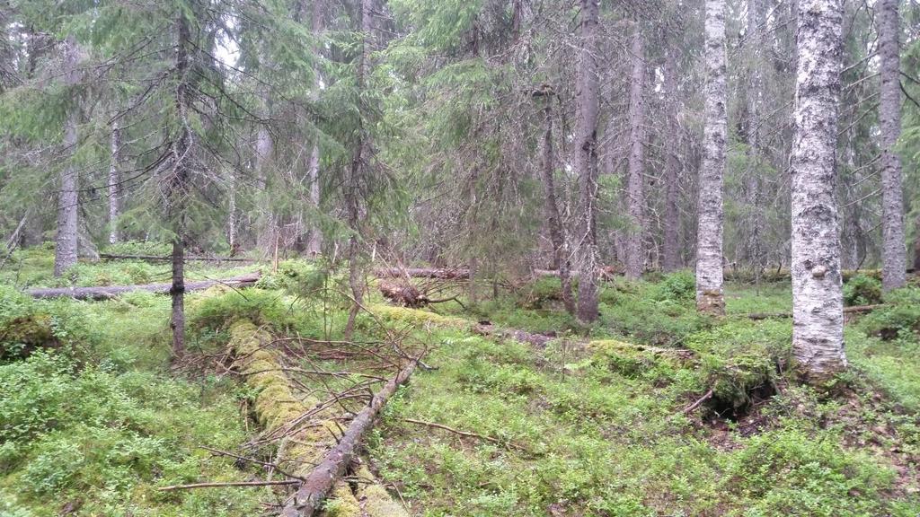 Foto: Øivind Gammelmo På Ørbekkholmane finnes en god del