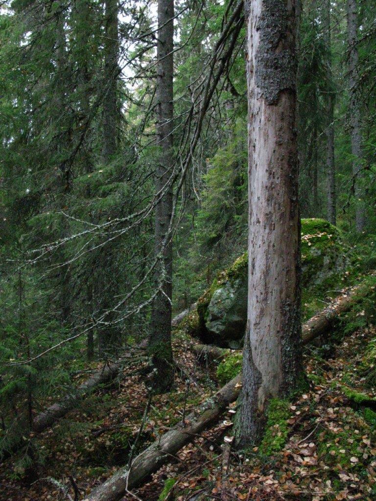 Foto: Tom Hellik Hofton Fra toppen av urskogshylla (på