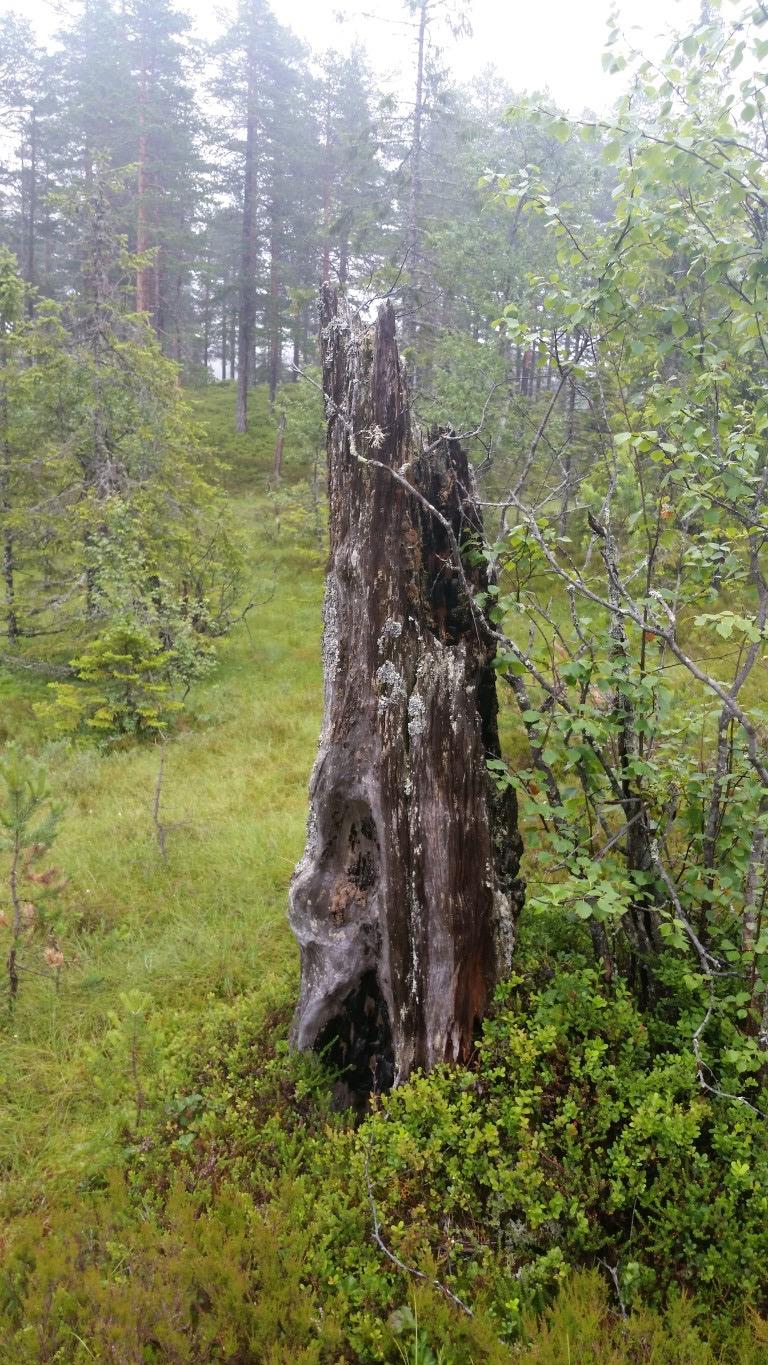 Foto: Øivind Gammelmo Det finnes en god del stubber med brannspor