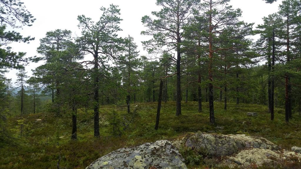 Foto: Øivind Gammelmo Nordre Brattlitjernet hvor kjerneområde 1