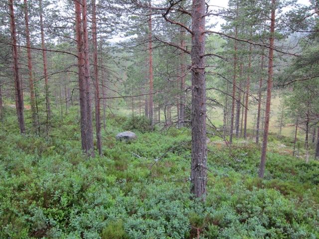 fjellskog ved Delestjern Foto: