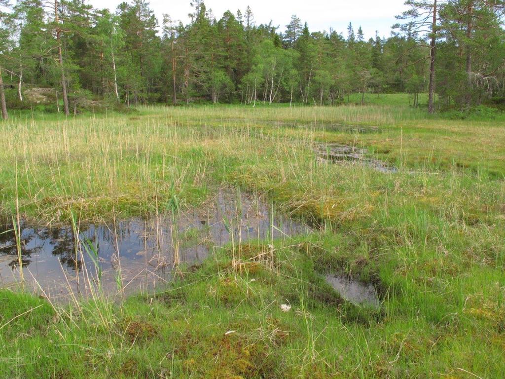 Bilder fra området Fossbufjellet