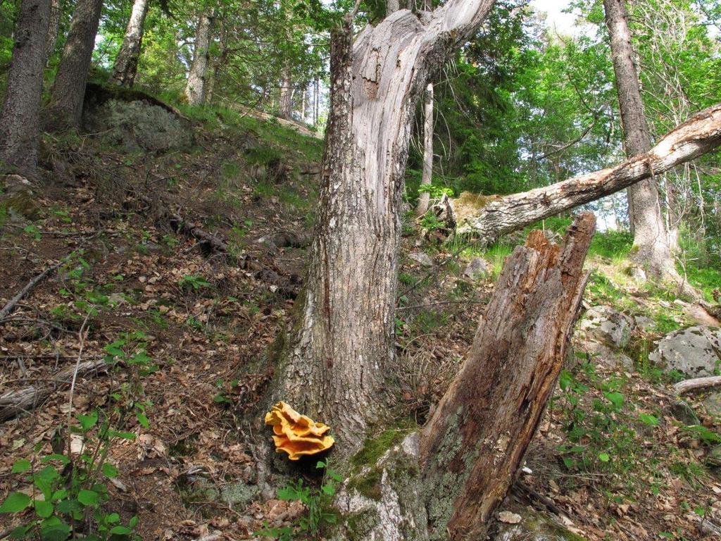 blåbær-eikeskog ved bergvegg i Ko 1.