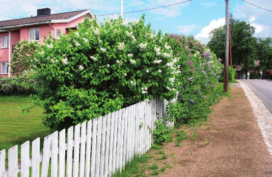 Vannrenner med opprinnelig plassering og utforming etableres. Riktig valg av kantstein hvor det er behov for dette inn mot grøntområder.