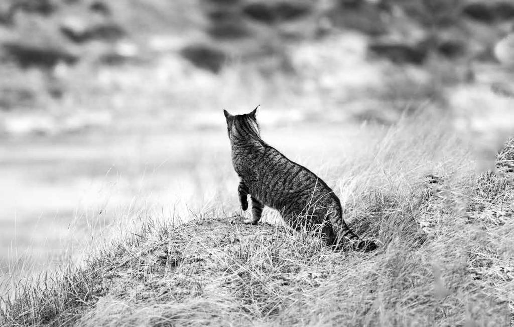 Prisvinnende FÔR OG GODBITER For KATTER VI LAGER KATTEFÔR AV FERSKE REGIONALE.