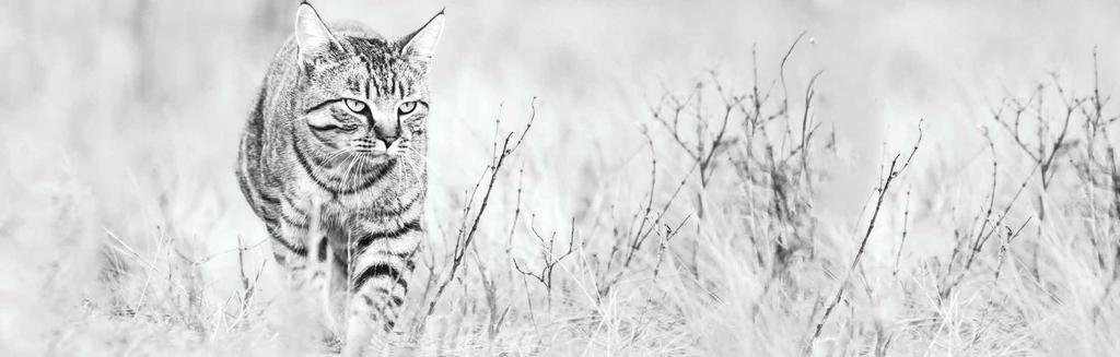 VÅR filosofi PRINSIPPER 1 2 DISSE FEM PRINSIPPENE REFLEKTERER VÅR FORPLIKTELSE RIKT PÅ KJØTT OG PROTEINER For å tilfredsstille kattens biologiske behov for et kjøtt- og proteinrikt kosthold er ORIJEN