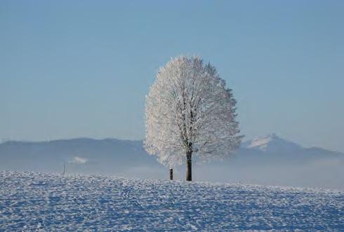 Du kan velge blant et stort utvalg stemninsgfulle julemotiver i denne brosjyren.