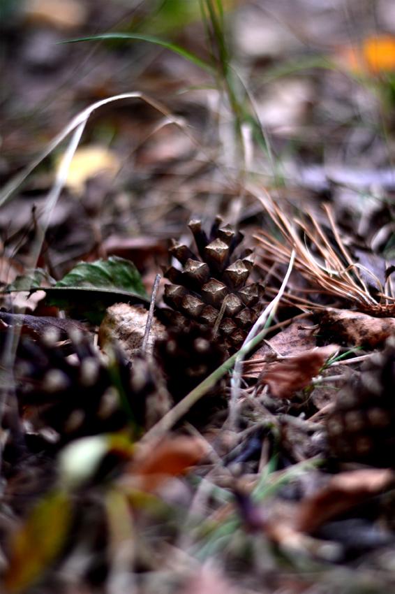 flere punkter i fotografiet blir skarpt