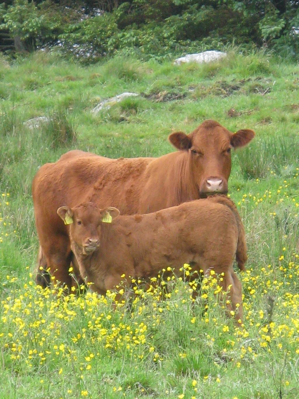 Hovedprinsipper Avlsarbeidet på Limousin i Norge baseres på følgende hovedprinsipper: Todeling Det organiserte avlsarbeidet på Norsk Limousin skal baseres på dyr med genstatus F og kollete dyr med