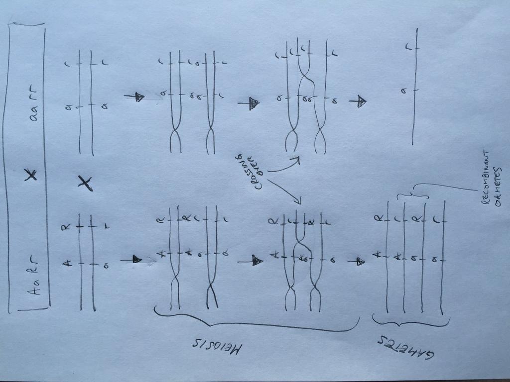 meiosis.