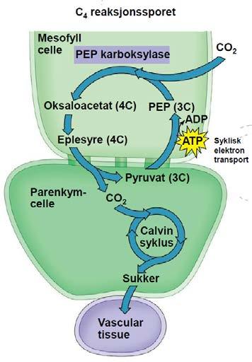 C4 planter minimaliserer kostnadene ved fotorespirasjon ved å inkorporere CO 2 til en 4- karbon forbindelse (oksaloacetat) i mesofyll cellene.