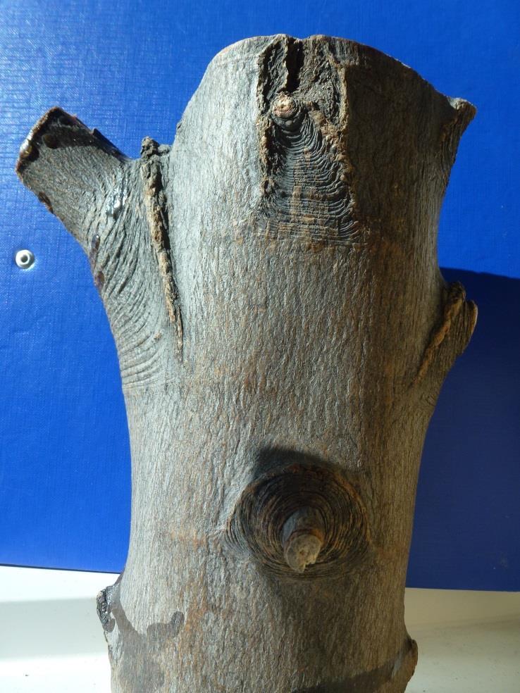 Lær å identifisere inngrodd bark Inngrodd bark i greinfestet.