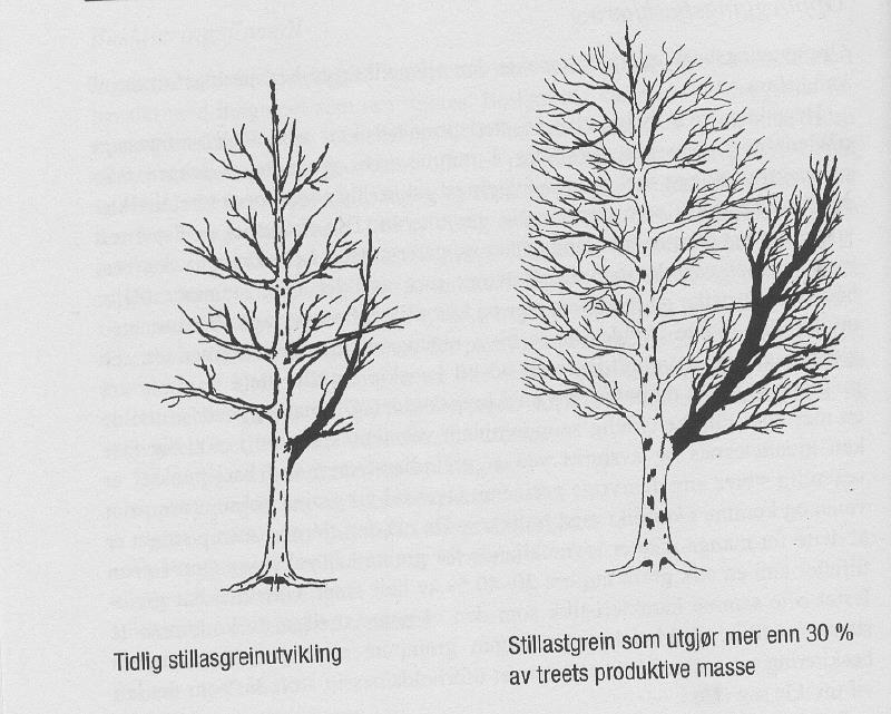 Stillasgreiner fjernes, eller reduseres før de får vokse