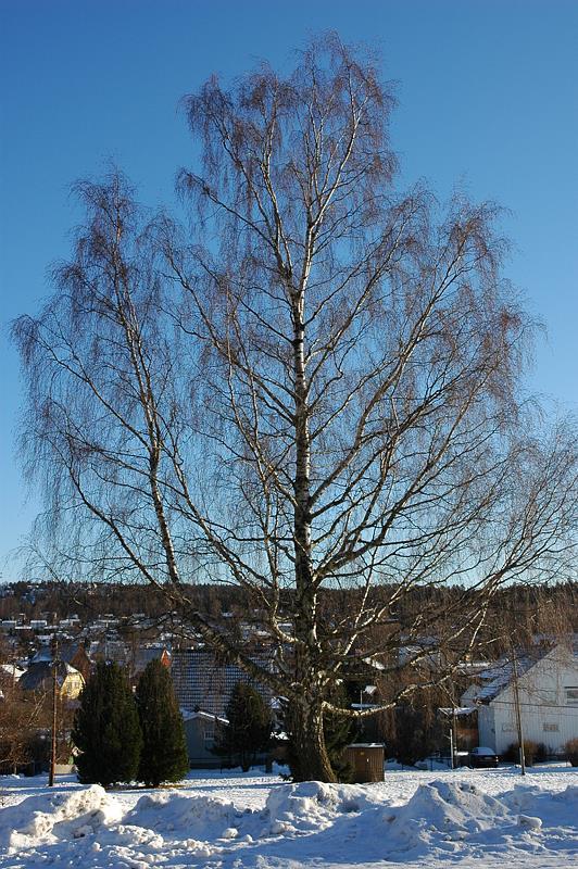 Stillasgrein på