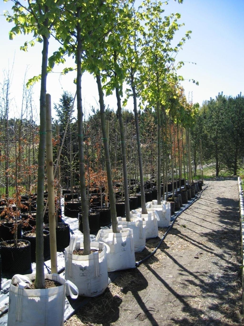 Overdreven oppstamming i produksjon Etterspør trær med greiner som dekker
