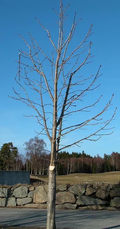 Subordinering og fjerning av en av i alt 3 kodominante stammer.