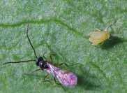 Driftsmidler plantevern 70 71 Varenavn Bruksområde Pakning BLADLUS Bekjempelse Forebyggende Lett Kraftig Merknad Aphi-line C Aphidius colemani (Bladlussnylteveps) Bladlus bl.a. agurkbladlus og ferskenbladlus 500 stk 1.