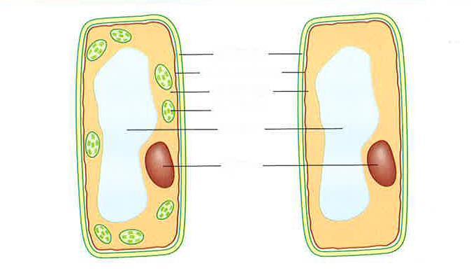 Plantecellers oppbygning Plantecellen består av en stiv cellevegg, et stort saftrom,