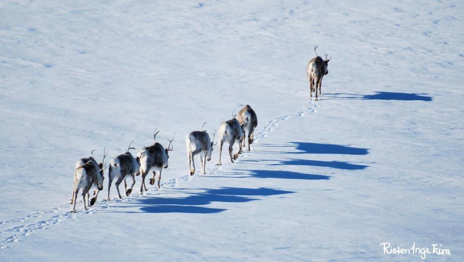 Tema/utredninger knyttet til Regional plan Økt produksjonspotensiale Verdikjedeanalyse Omdømmebygging Klimaendringer Inngrepskartlegging Rovdyr Hensynssoner for reindriftens arealer Kulturell