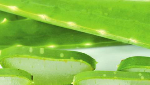 Aloe Vera Gelly inneholder stabiliserende Aloe Vera Gel som raskt absorberes av huden og virker