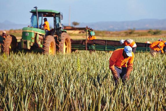 s Aloe vera høstes for hand og transporteres raskt til vårt foredlingsanlegg.