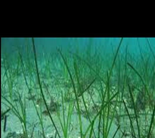 Naturmangfold i sjø - framstilling Konkret vurdering av hvilke naturforhold som gjør seg gjeldende og behov