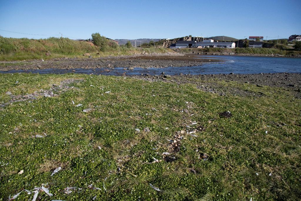 3.2 Fjæra Den delen av Neptunbukta som alternativ 2 vil bevare er i henhold til bilder tatt 5. september 2017 en løsmasse/bløtbunnsfjære dekket av små stein.