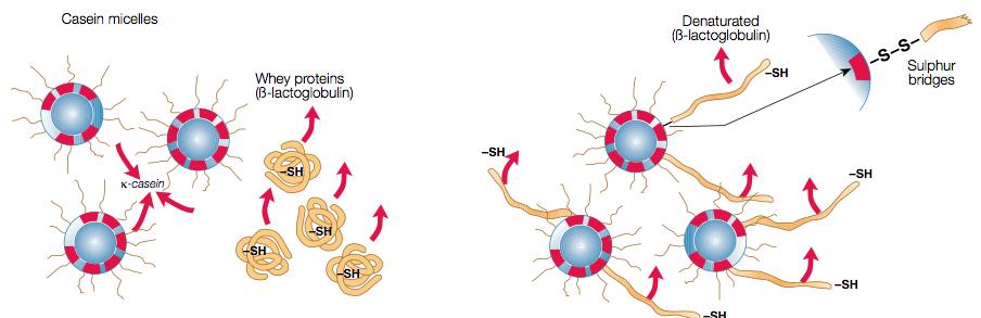 uparede sylfhydryl (SH)-grupper som reagerer med forskjellige komponenter.