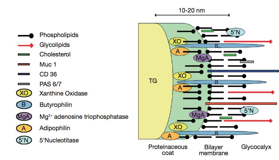 Fosfolipider er en liten, men viktig lipidklasse i melk. Glyserofosfolipider er mesteparten av fosfolipider (75 %), og sphingolipider er resterende.