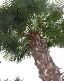 palmesus og dus Takket være en gjennomsnittstemperatur som er femgrader høyere enn på fastlandet, har familien Bryn forvandlet den nakne og forblåste nordenden av Sør-Hidle til en suptropisk oase.