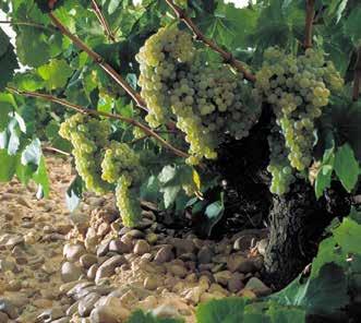 kr 207,90 Argentina Allerede under tiden som flying winemaker ble François Lurton imponert av potensialet i Mendoza. Han kjøpte jord og begynte å plante vinranker.