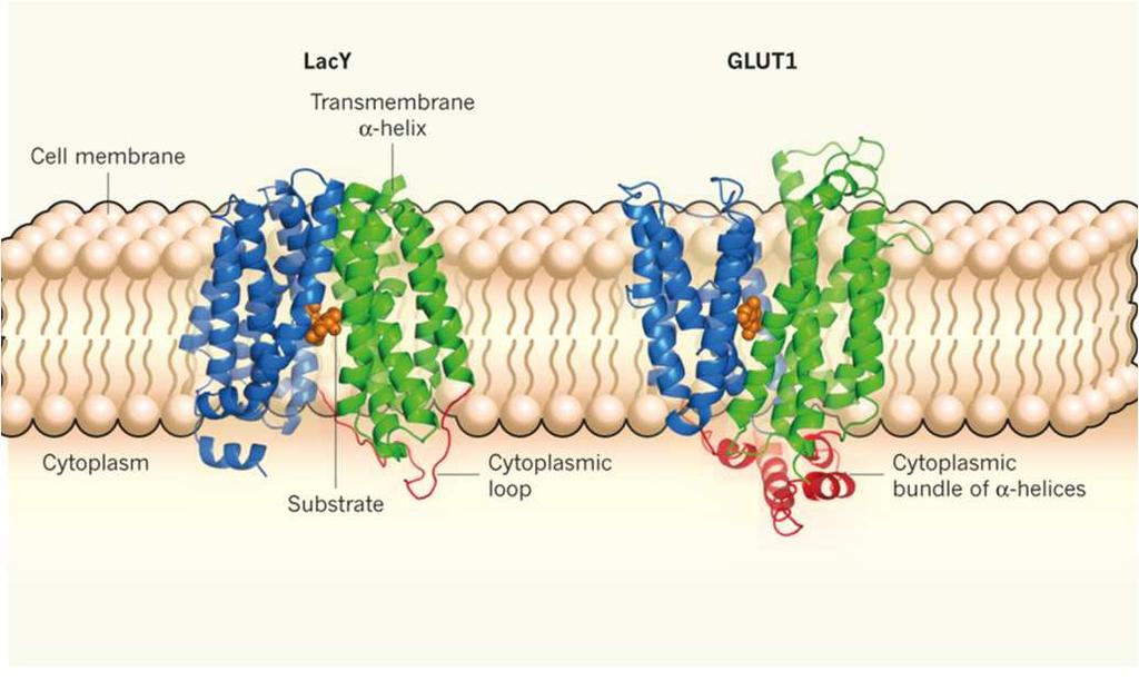 Genetisk utredning: Heterozygot de novo mutasjon i genet SLC2A1,