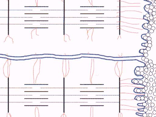 Muskelsarkomer -actinin -actinin Actin Myosin myomesin Z-linje Bindevev myocommata (collagen) Endomysium Cytosceleton (Desmin, nebulin, titin) Utklipp av figur fra Skjervold & Taylor, 2001 9