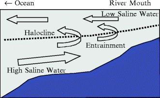 Estuarin sirkulasjon Tilførsel av ferskvann gir overskudd av vann som renner ut av fjorden over det tyngre saltvannet Det skjer en blanding med saltvann, slik at volumet av