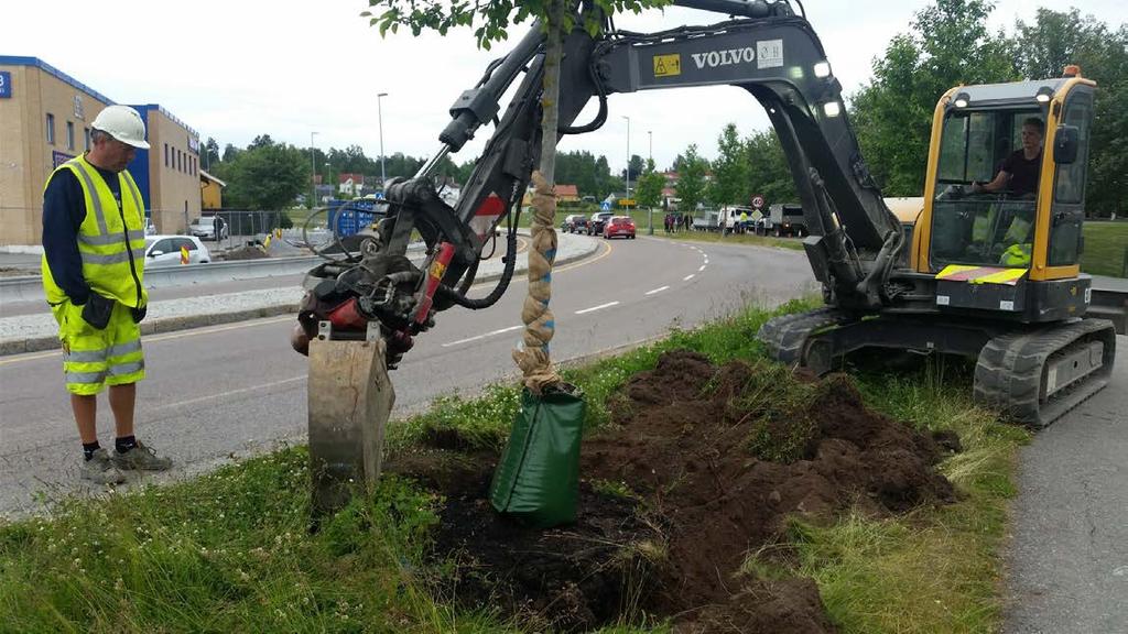 Flytteprosessen er i gang Entreprenør graver rundt trærne i samråd med arboristen dagen