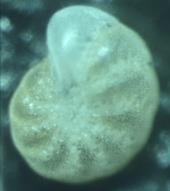Venstre: Foraminiferakkumulasjon og artsantall i sedimentene fra kjernen HIH-3-G (8 m vanndyp). Fargede piler viser miljøtilstanden basert på foraminiferfauna (vedlegg 8.1).