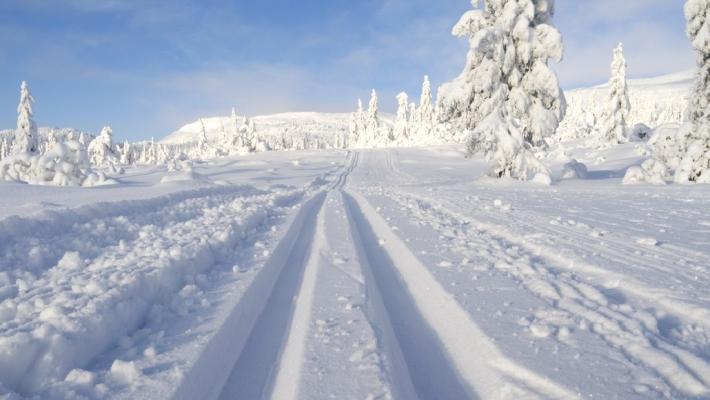 Bjørneparken (52.4 km) I Bjørneparken på Flå kan dere bli bedre kjent med de store norske rovdyrene; bjørn, ulv, gaupe og jerv.